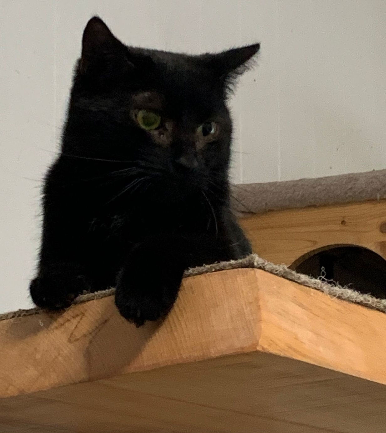 Loki1