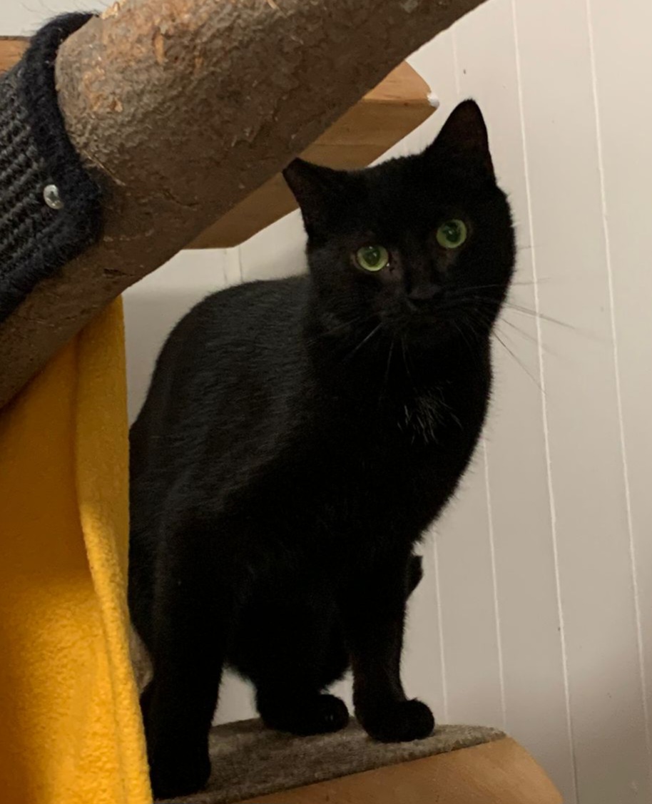 Loki2